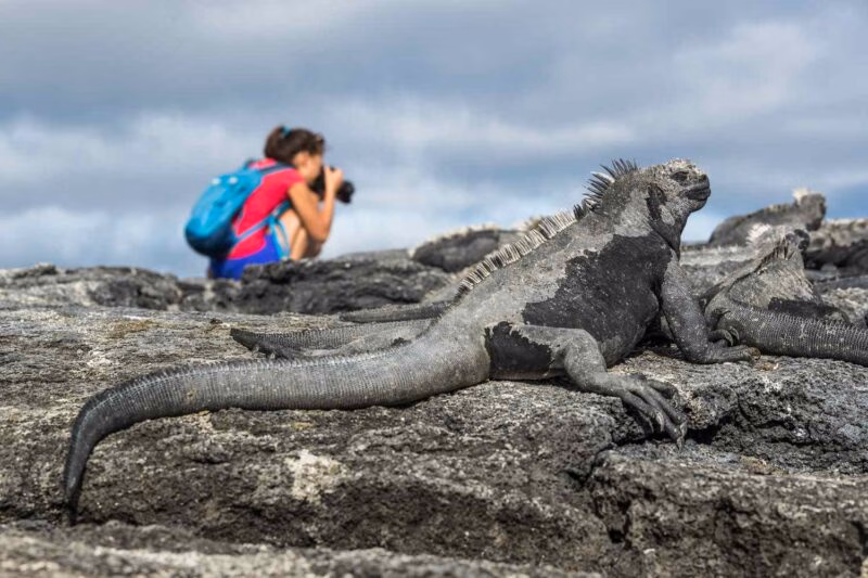 A marine iguana laying on a rock with a tourist taking photos in the background