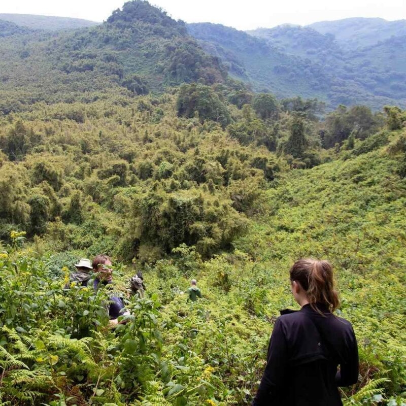 People on a gorilla trek in Rwanda