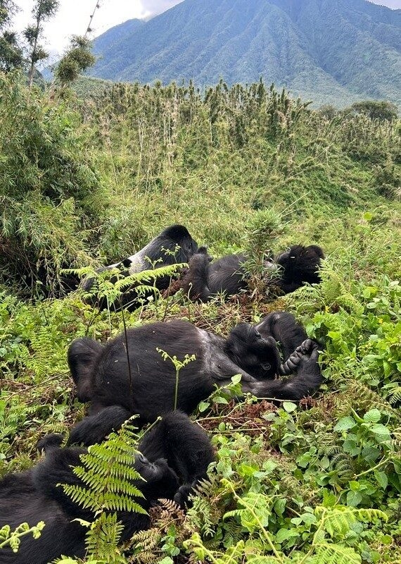 Mountain gorillas relaxing amidst lush greenery on a hillside in Volcanoes National Park, Rwanda.