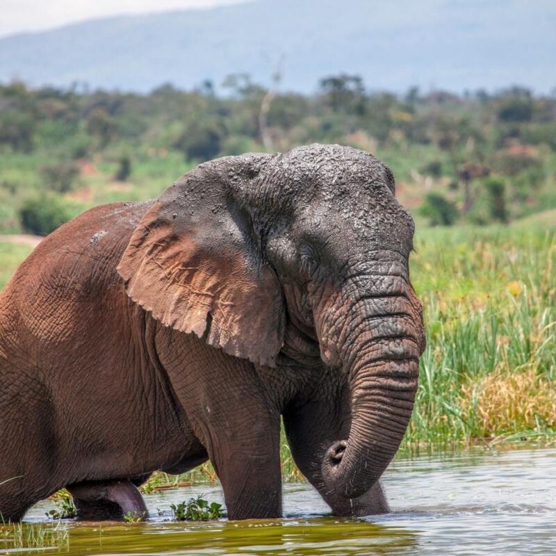 An elephant wading through shallow water near green marshlands in Akagera National Park.