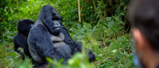 A massive silverback gorilla sitting in a dense green forest with another gorilla behind it.