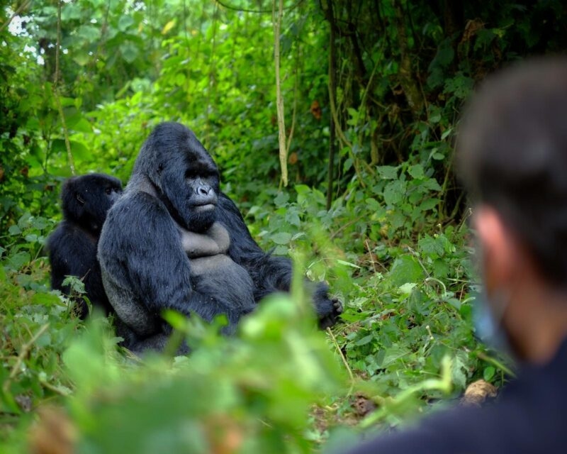 A massive silverback gorilla sitting in a dense green forest with another gorilla behind it.