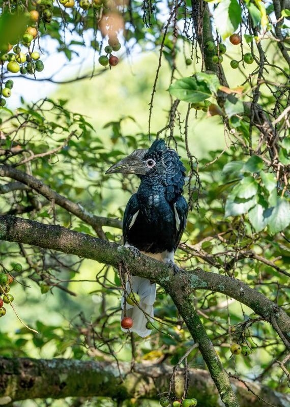 A large dark hornbill bird perched on a tree branch surrounded by small green and red fruits.