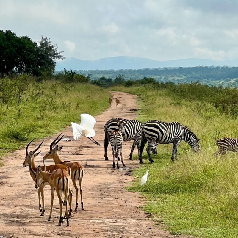 Zebras and impalas gather on a dirt path with a white bird in flight during a scenic Rwanda honeymoon safari.
