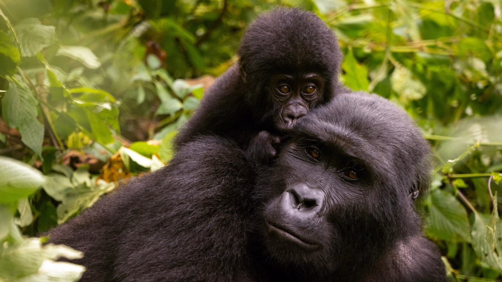 Close-up of a baby mountain gorilla clinging to an adult in the jungle during a Rwanda honeymoon.