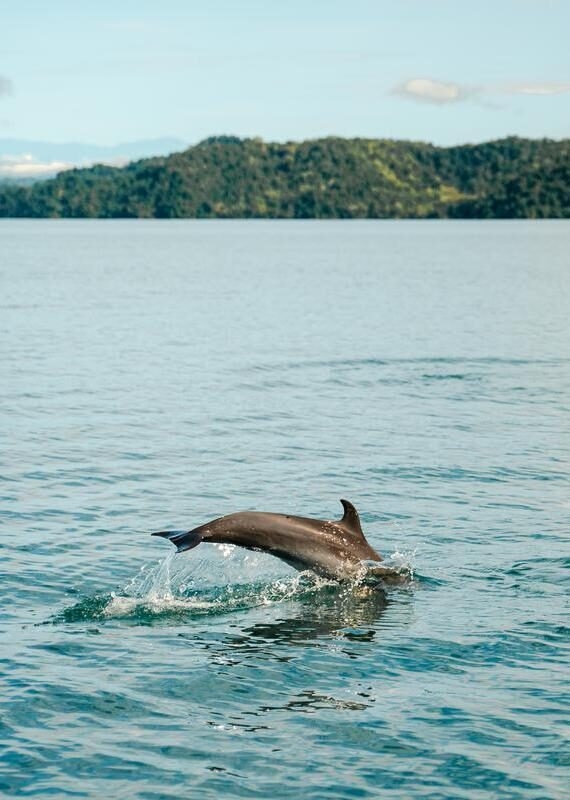 A dolphin jumping out of ocean water near a green coastline in active costa rica.