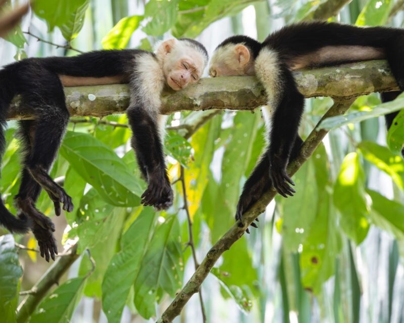 Two white-faced monkeys resting on a green tree branch during Costa Rica adventure tours.