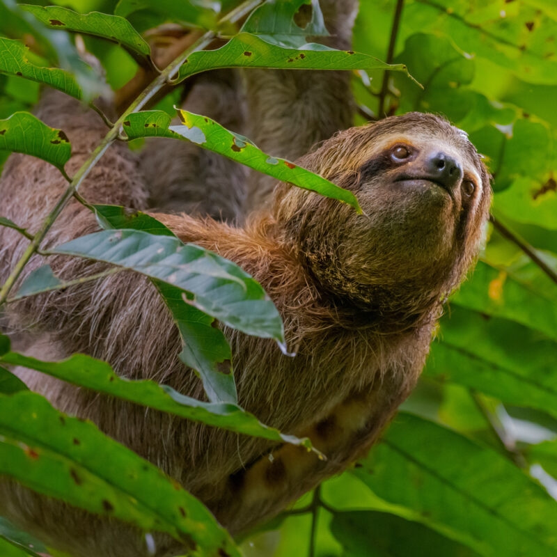 Close-up of a brown sloth climbing through green leaves during Costa Rica adventure tours.