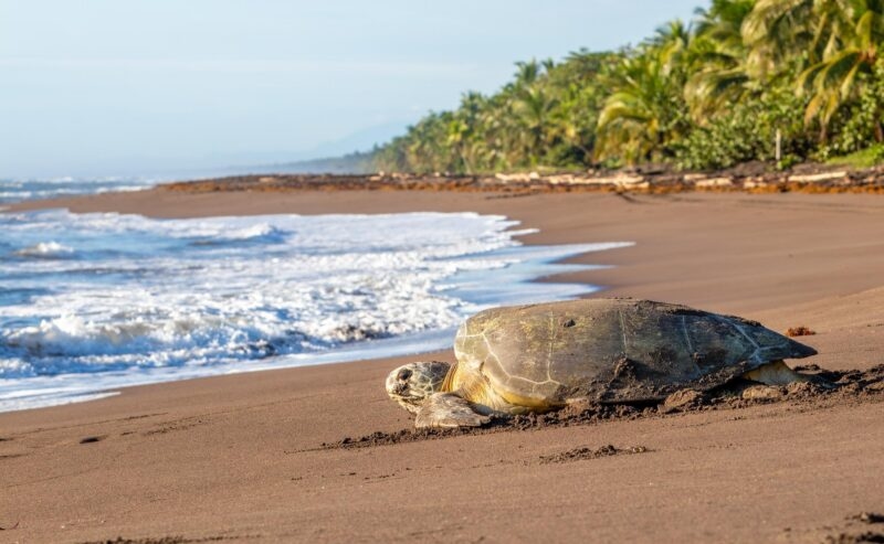 Large sea turtle resting on a dark sand beach near ocean waves during Costa Rica adventure tours.