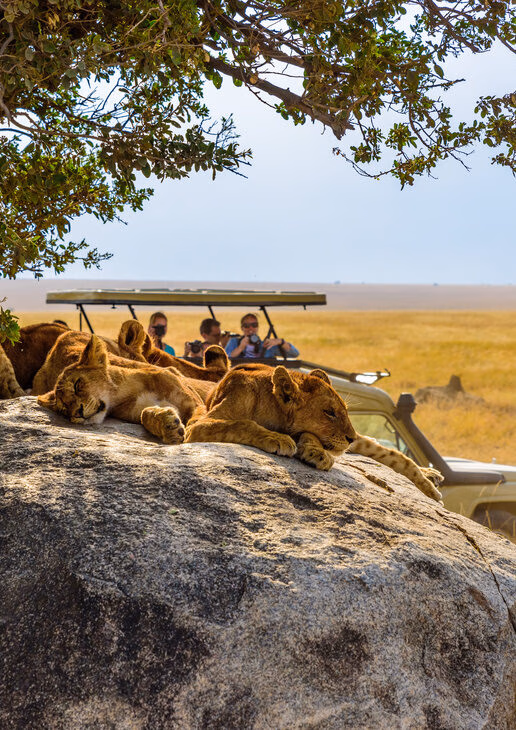 Several lion cubs sleep peacefully on a large rock while people in a safari vehicle take photos in the background.