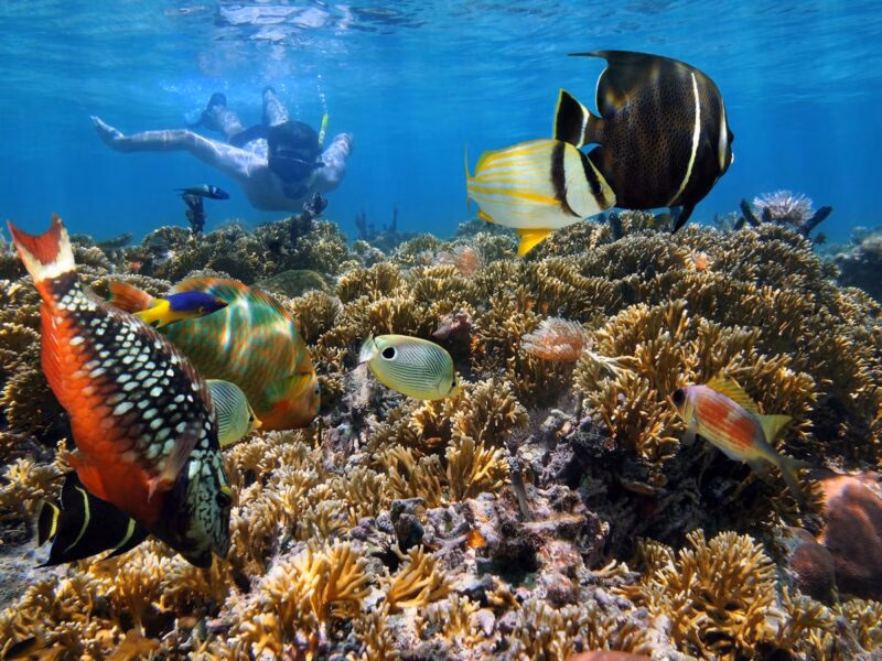 A snorkeler swims above a vibrant coral reef filled with colorful tropical fish in the waters of Costa Rica.