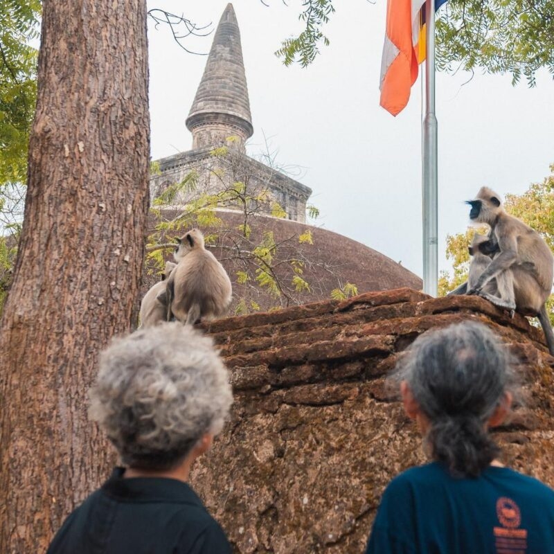Two people from behind observe monkeys resting on a brick wall in front of a large dome-shaped temple structure.
