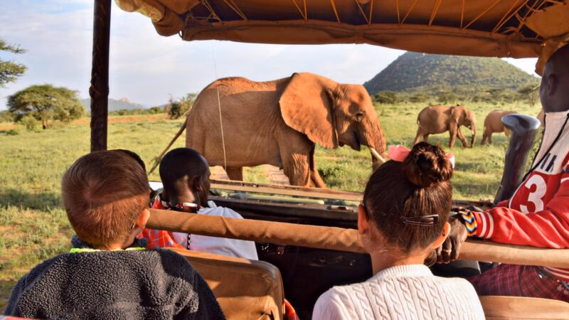 People in a safari vehicle watch a large elephant walk by on a family safari, with other elephants in the green background.