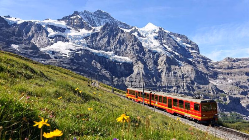 A red mountain train travels on a track across a grassy hill with yellow wildflowers toward rugged, snowy mountains.