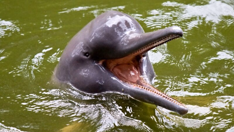A pink river dolphin surfaces with an open toothed mouth in green water during a latin america expedition cruise.