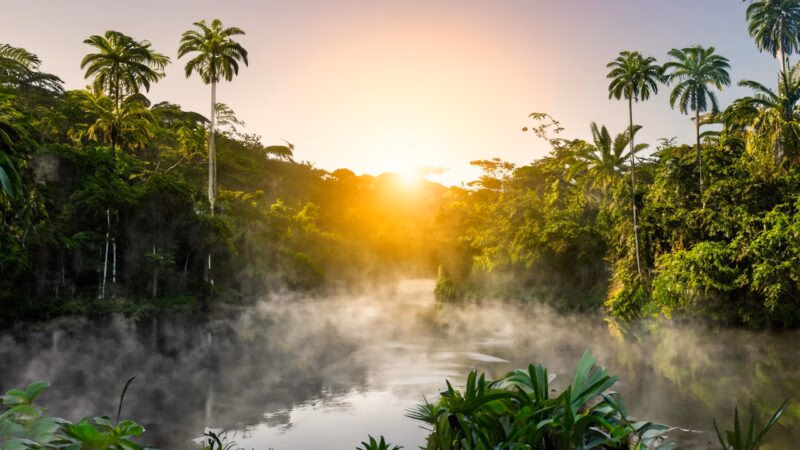 Mist rises from a calm jungle river flanked by tall green palm trees at sunrise on a latin america expedition cruise.