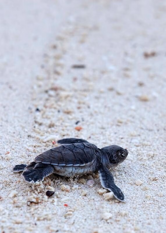 A tiny dark baby sea turtle rests on light speckled sand during a latin america expedition cruise.