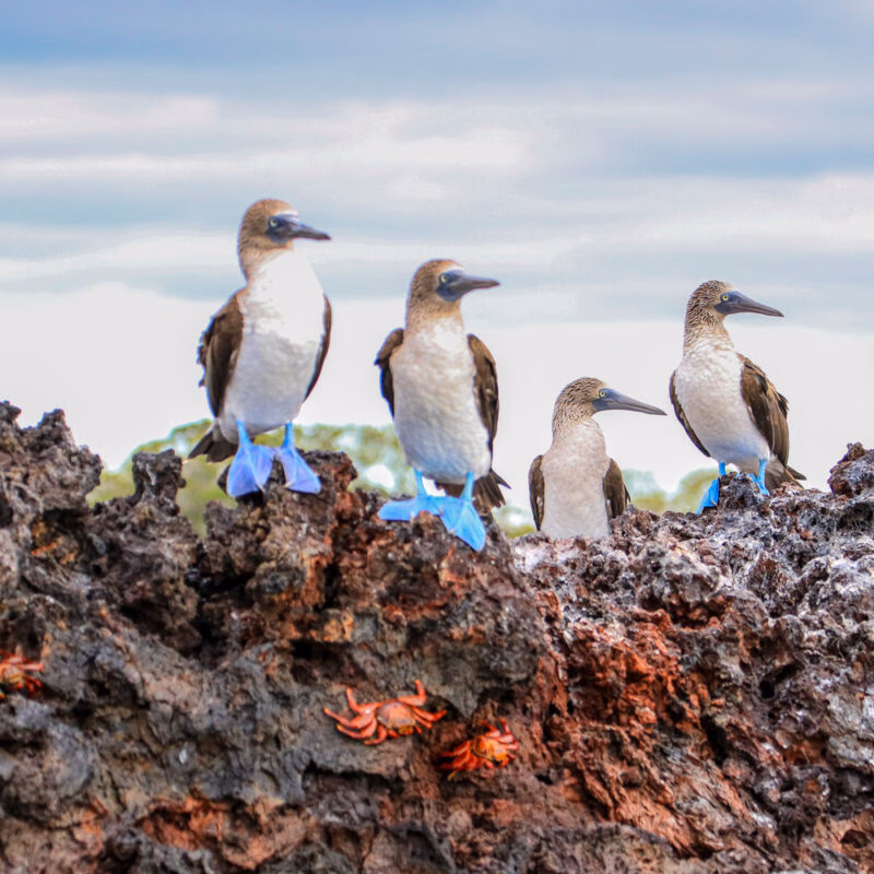 Five blue-footed boobies and three red crabs rest on dark volcanic rock during a latin america expedition cruise.