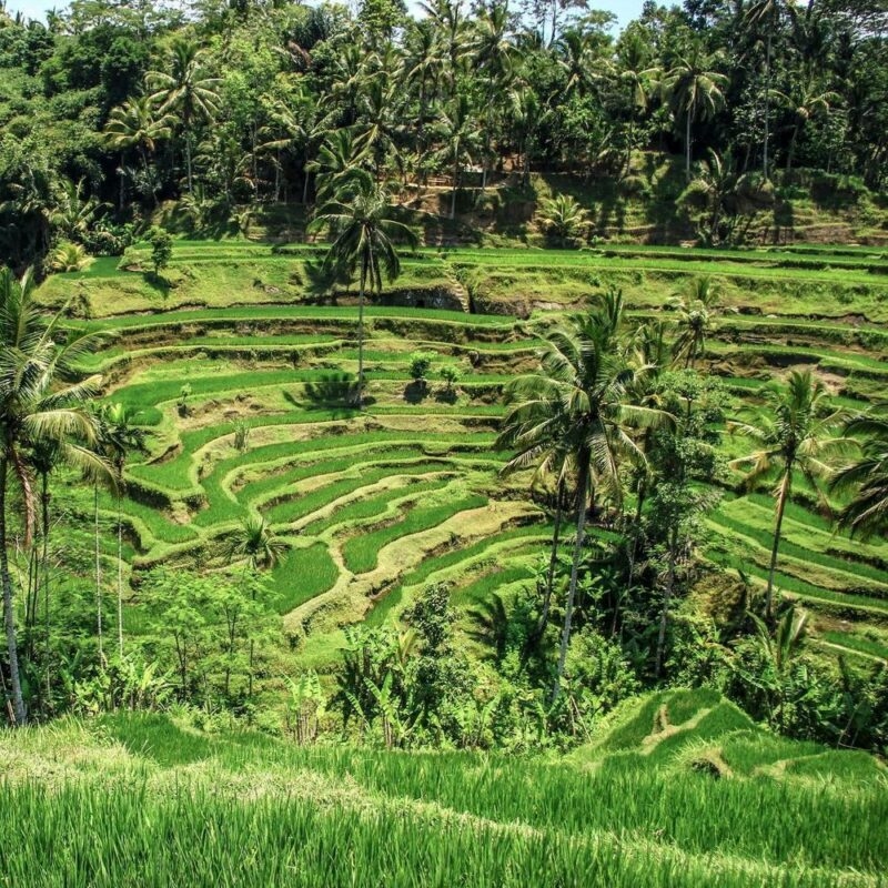 Stepped green rice terraces cut into a hillside, surrounded by tall palm trees and lush vegetation on a sunny day.