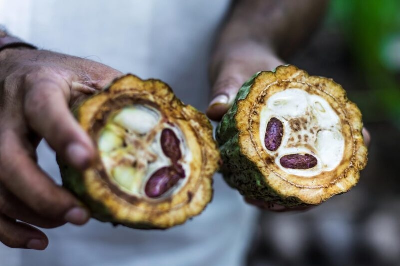 Close-up of hands holding a halved cacao pod, showing the thick rind, white pulp, and raw purple beans inside.