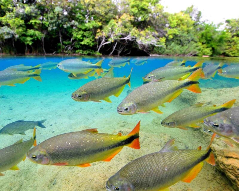 Fish swimming in the clears waters of Rio da Prata in Bonito, Brazil