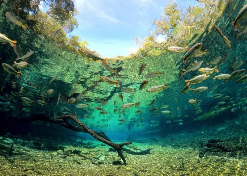 Underwater view of fish swimming in clear blue waters in Bonito, Brazil