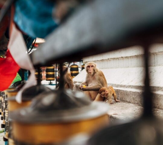 An adult monkey and a baby monkey at Swayambhunath stupa in Kathmandu, Nepal