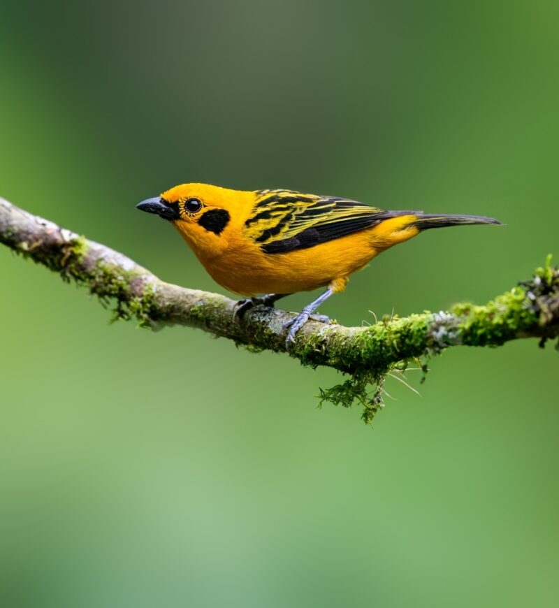 A golden tanager on a branch in Ecuador