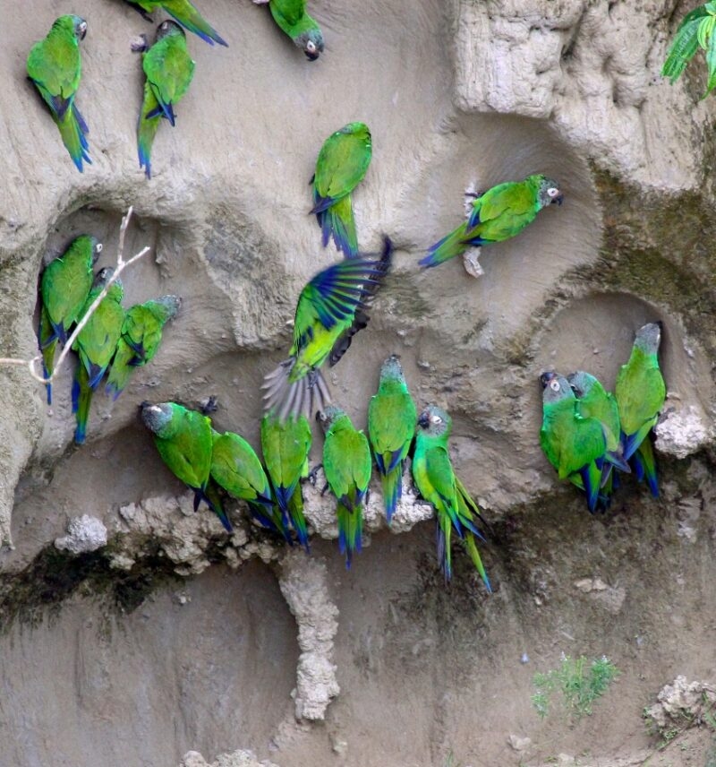 Parrots and parakeets at a clay lick along the napo river in the Ecuadorian Amazon