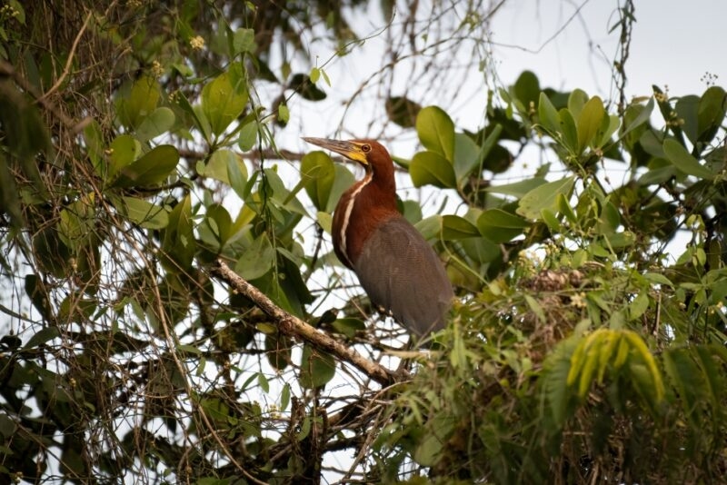 A Rufescent Tiger Heron in the Ecuadorian Amazon