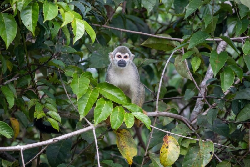 A squirrel monkey looks out through the tree branches in the Ecuadorian Amazon