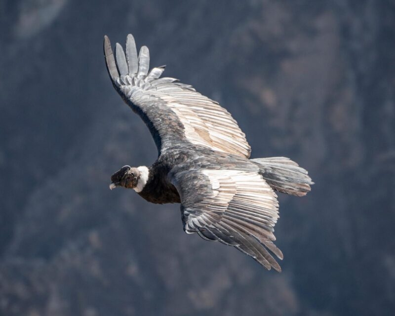 An Andean Condor in flight
