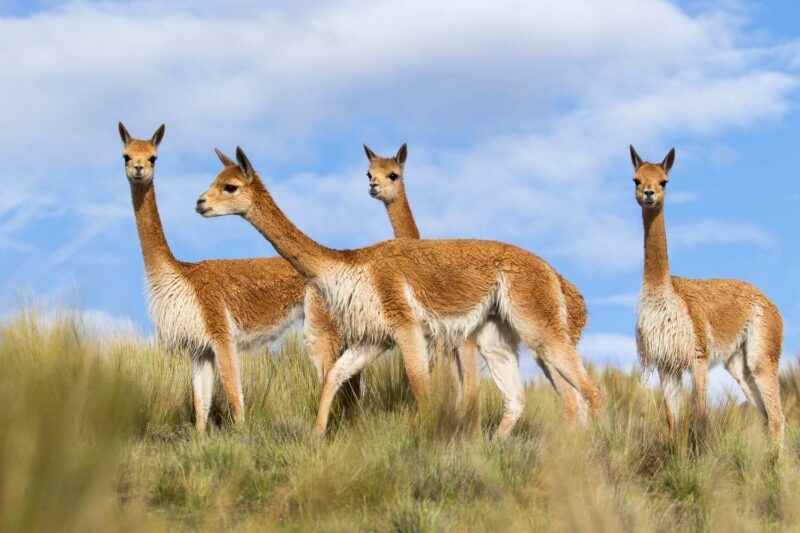 A group of vicuñas stood in long grass in the Peruvian Andes