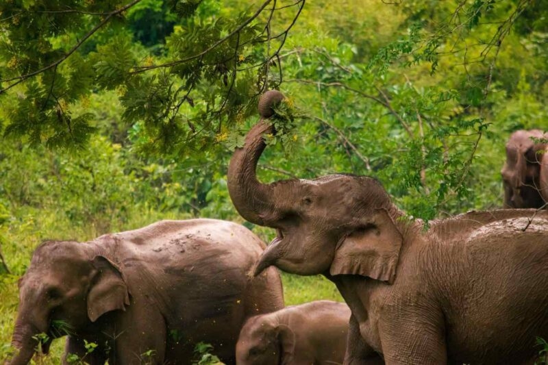 Elephants in Kui Buri National Park, Thailand