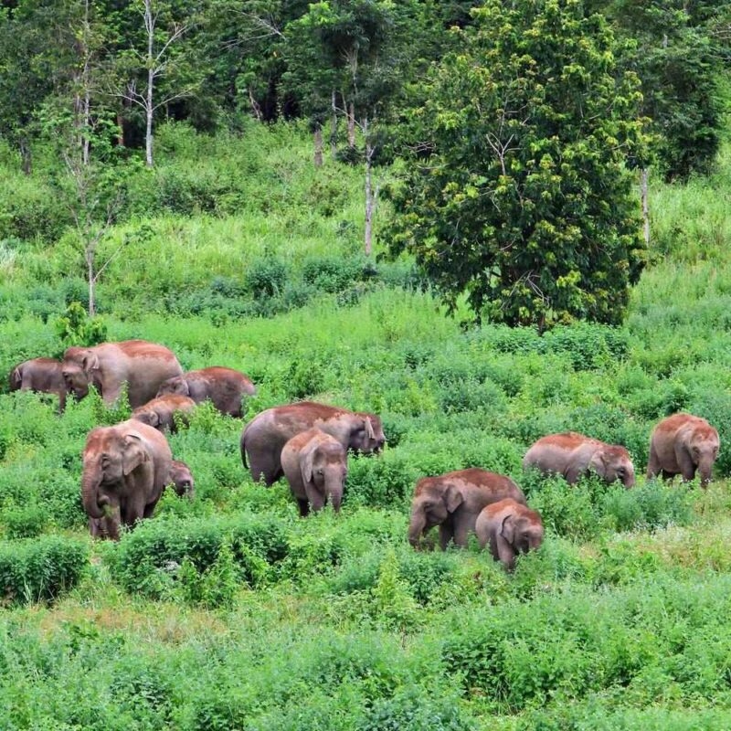 A herd of elephants in Kui Buri National Park, Thailand.