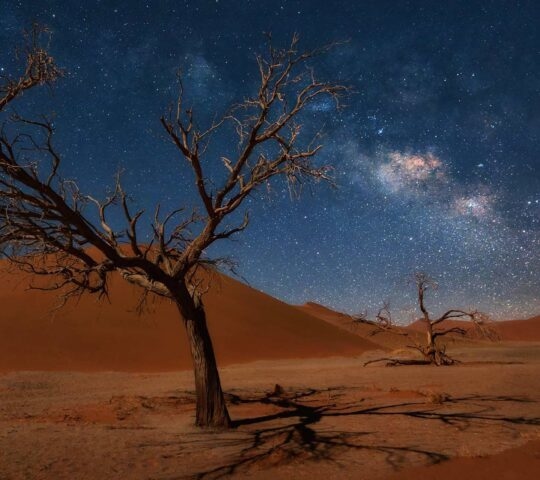 Bare trees in the desert under a starry night sky next to sand dunes.
