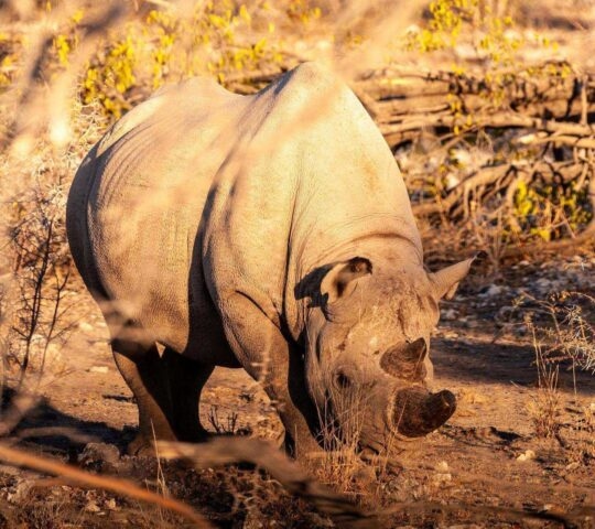 A black rhino in Namibia