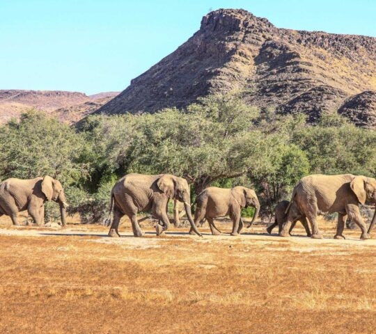 A herd of desert-adapted elephants