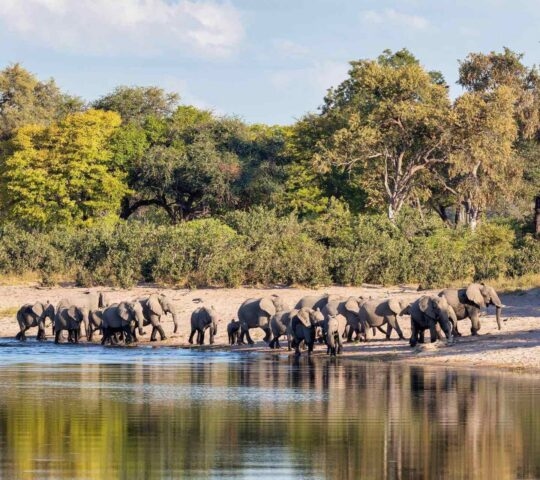 A herd of elephants walking alongside a river
