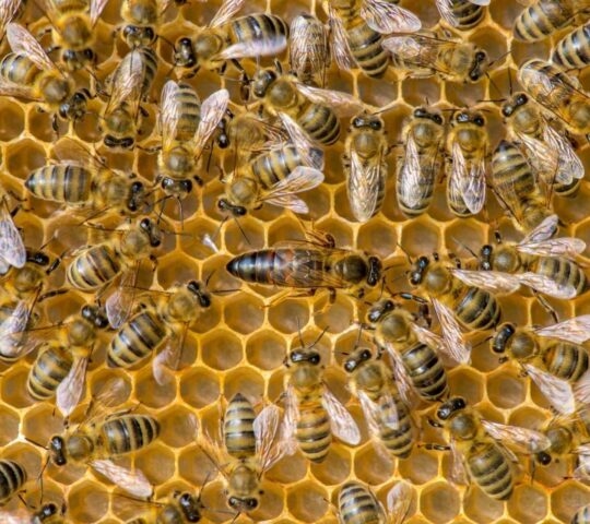 Bees swarming around the queen in a hive