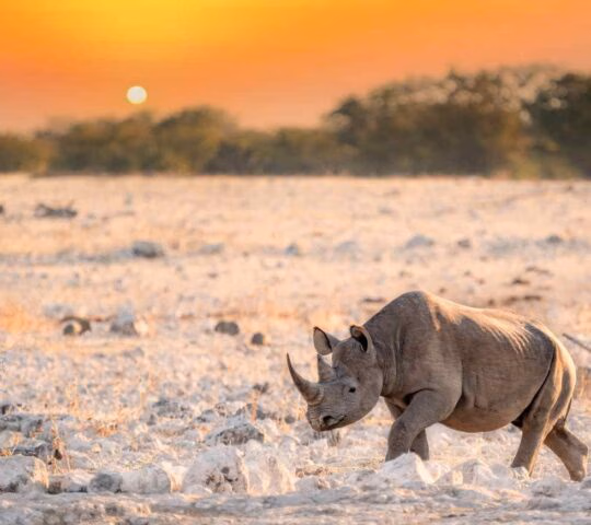 A lone black rhino walks across a dry, rocky plain in Etosha National Park