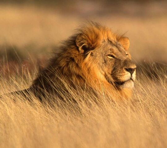 A male lion with a thick mane resting in tall, dry golden grass under warm sunlight.