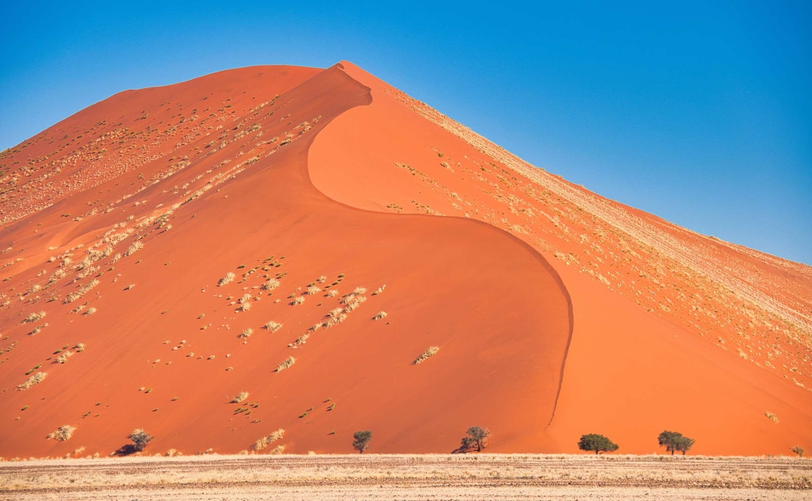 A huge orange sand dune with a prominent winding ridge line rises up to a blue sky with small trees below.
