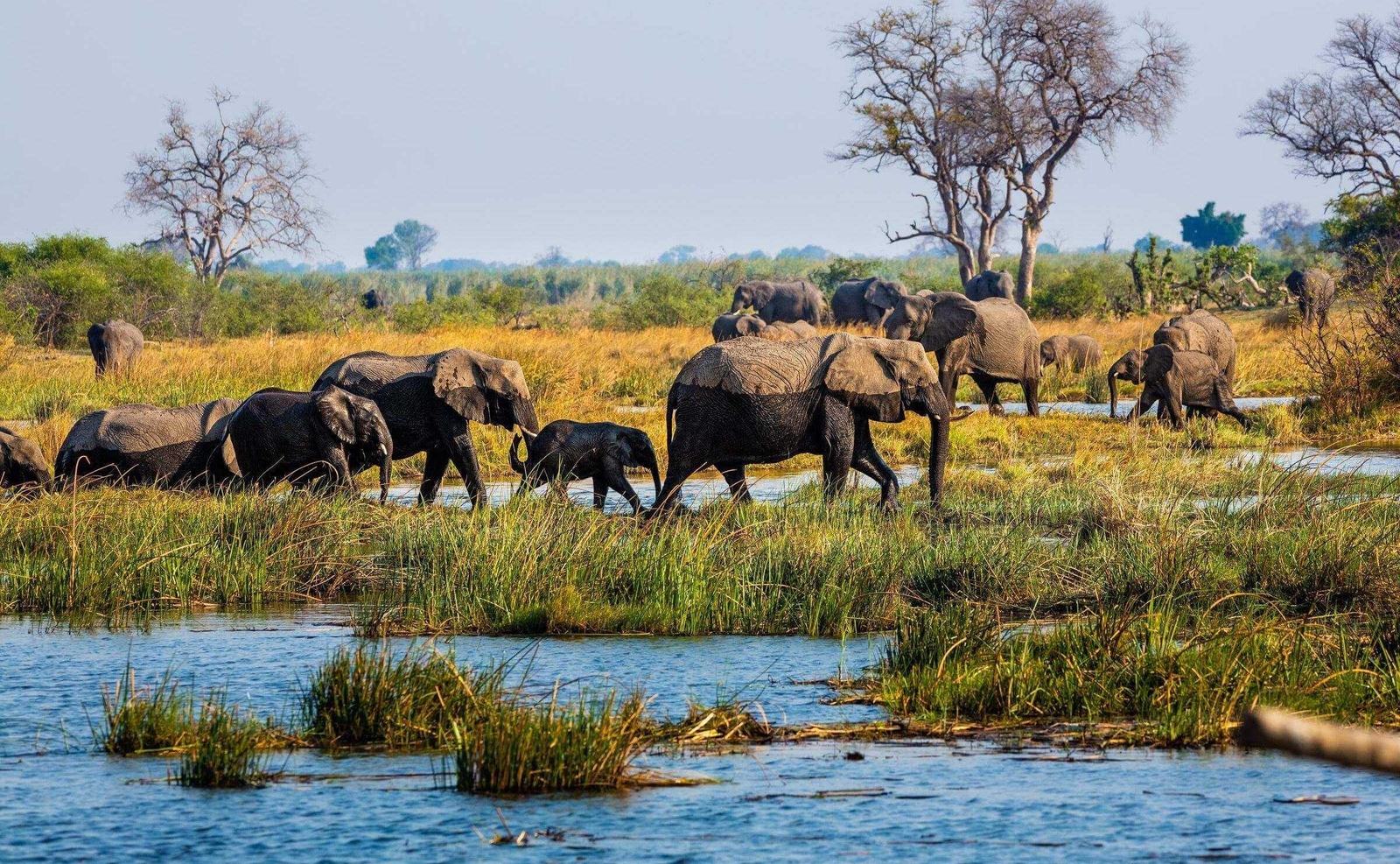 A herd of elephants walking through a marshy wetland filled with tall green grass.