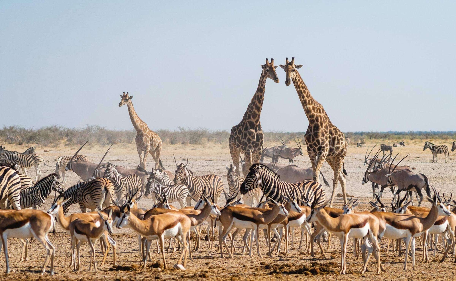 Giraffes, zebras, and springboks gather together on a vast, dry African plain.