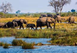 Exploring Deserts and Wetlands on a Luxury Namibia Safari