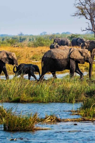 Exploring Deserts and Wetlands on a Luxury Namibia Safari