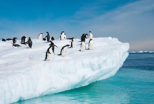 Cruise past colossal glaciers on the Magellan Explorer, watch icebergs drift past your cabin window, and head out on a Zodiac to spot penguins and other wildlife.