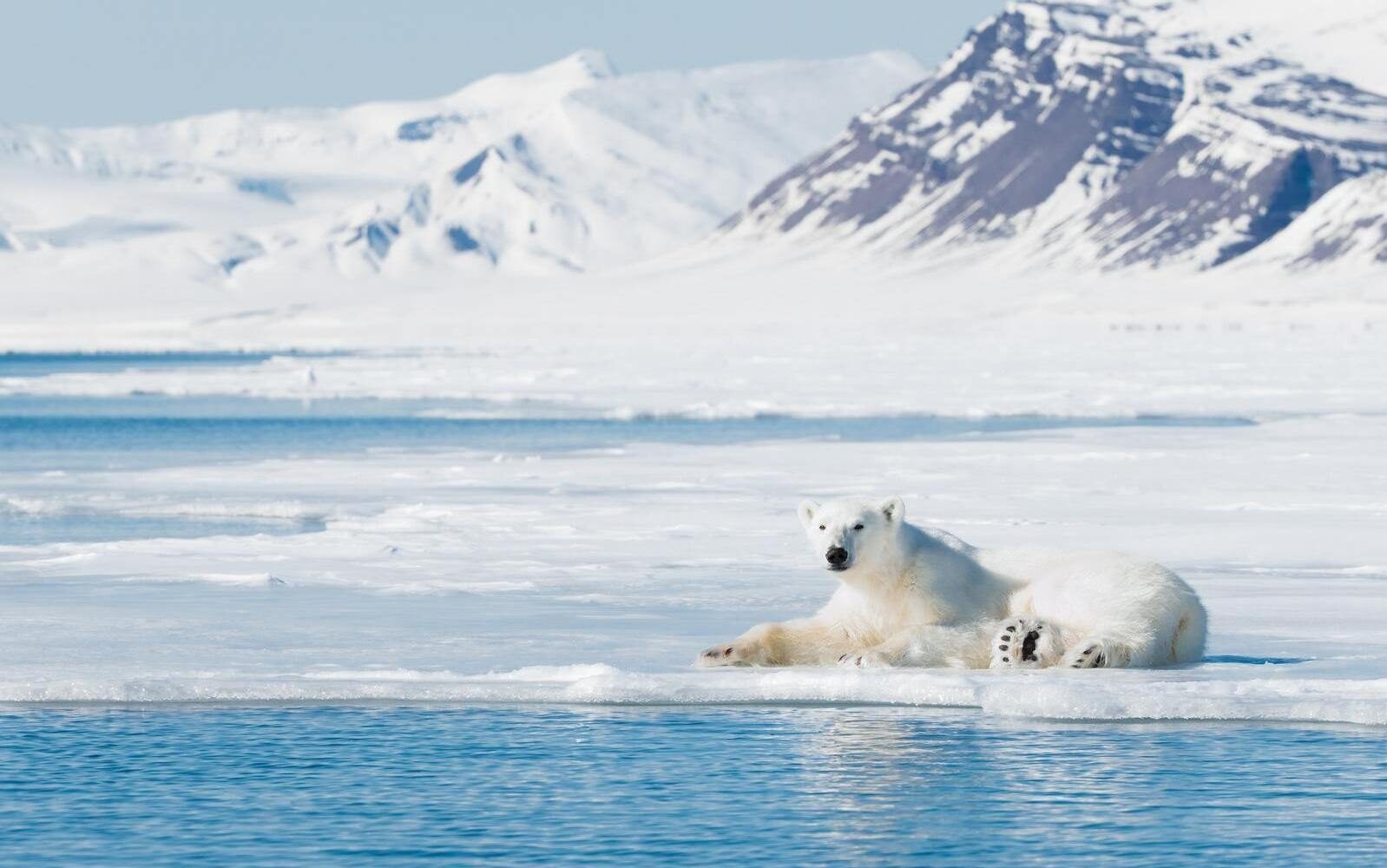 Look out for polar bears on adventure cruises in the Arctic.