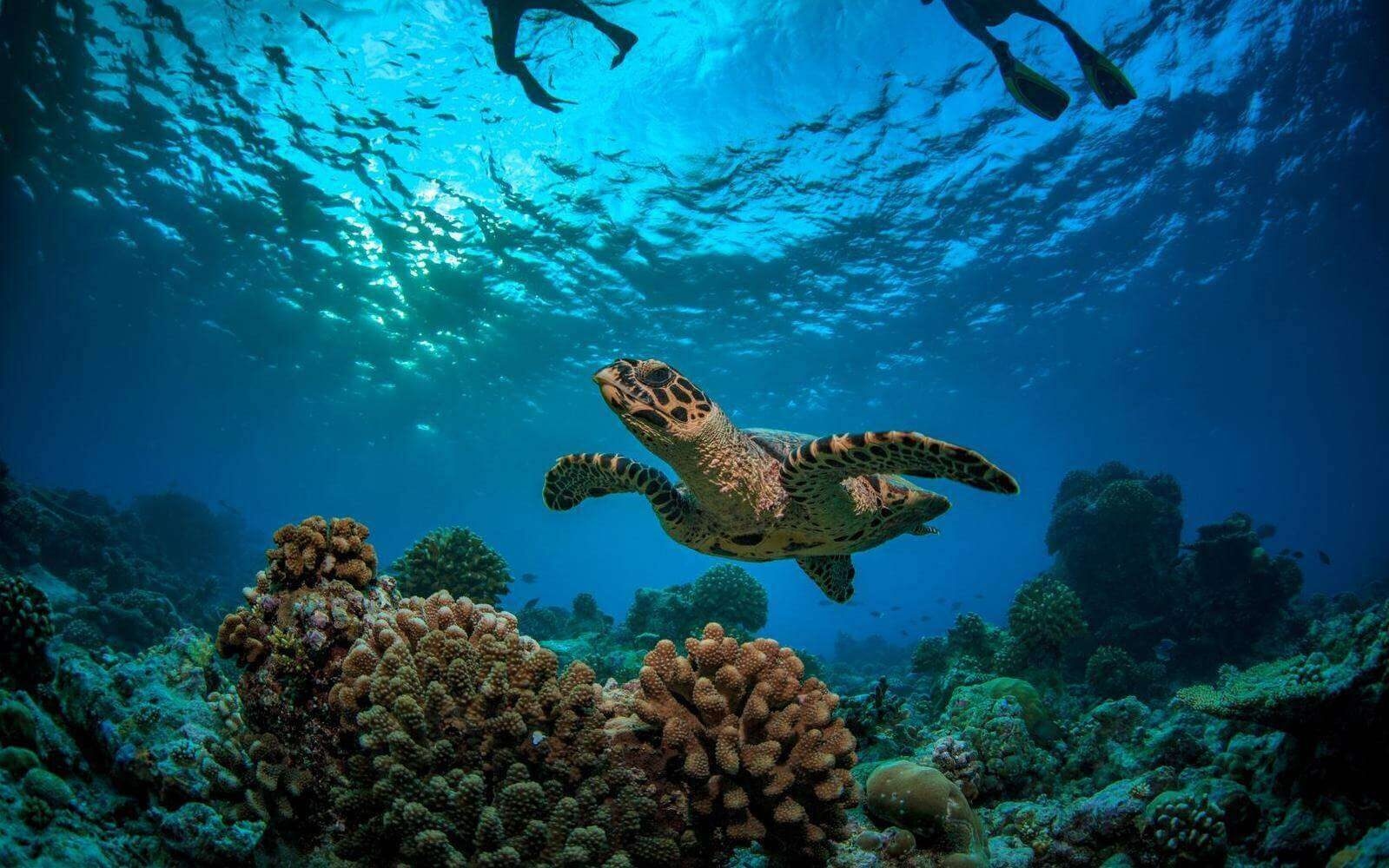Spot sea turtles while snorkelling near spectacular coral reefs in the Indian Ocean.